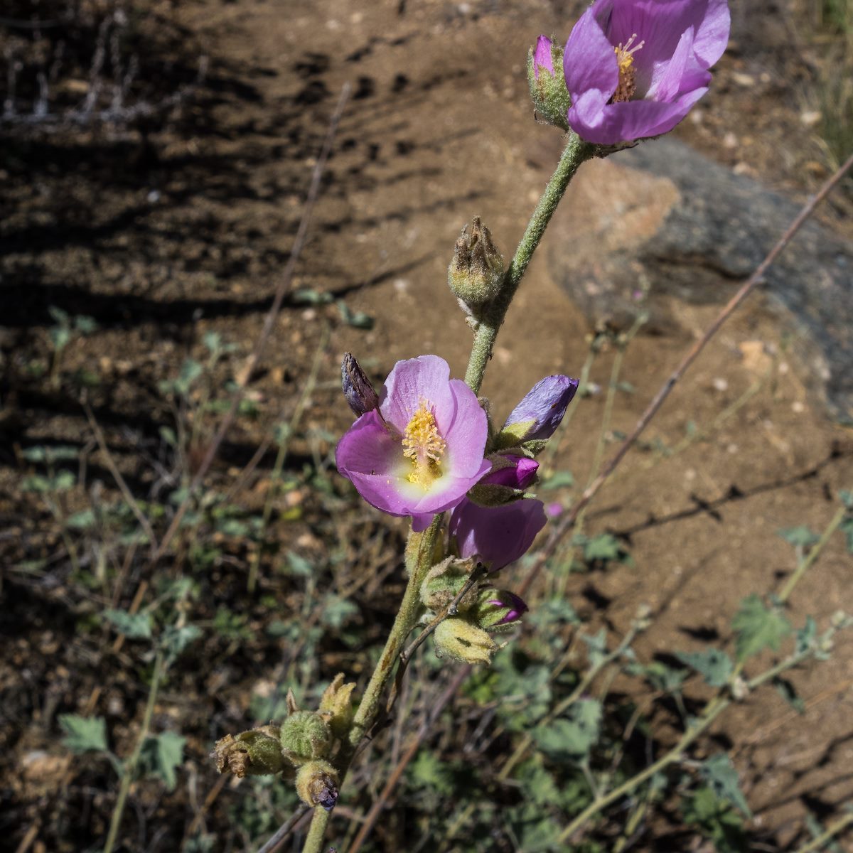 2016 April Globemallow on the Bear Canyon Trail