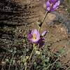 2016 April Globemallow on the Bear Canyon Trail