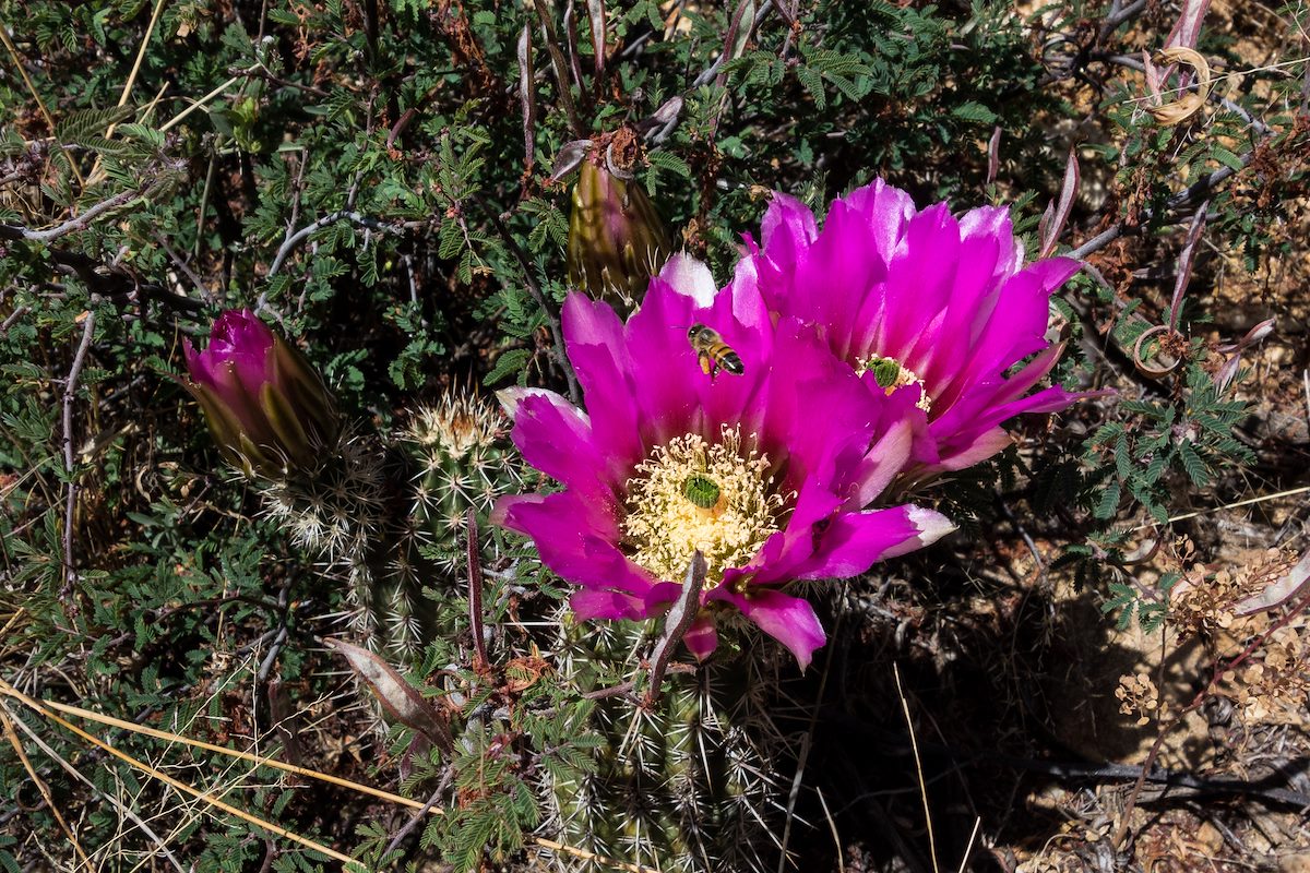 2016 April Hedgehog Cactus and Bee