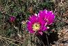 2016 April Hedgehog Cactus and Bee