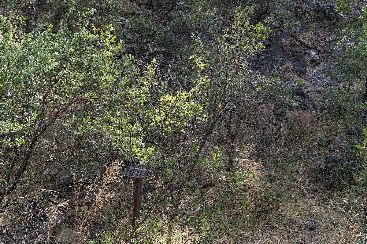 2016 April Knagge Trail and Davis Spring Trail Junction