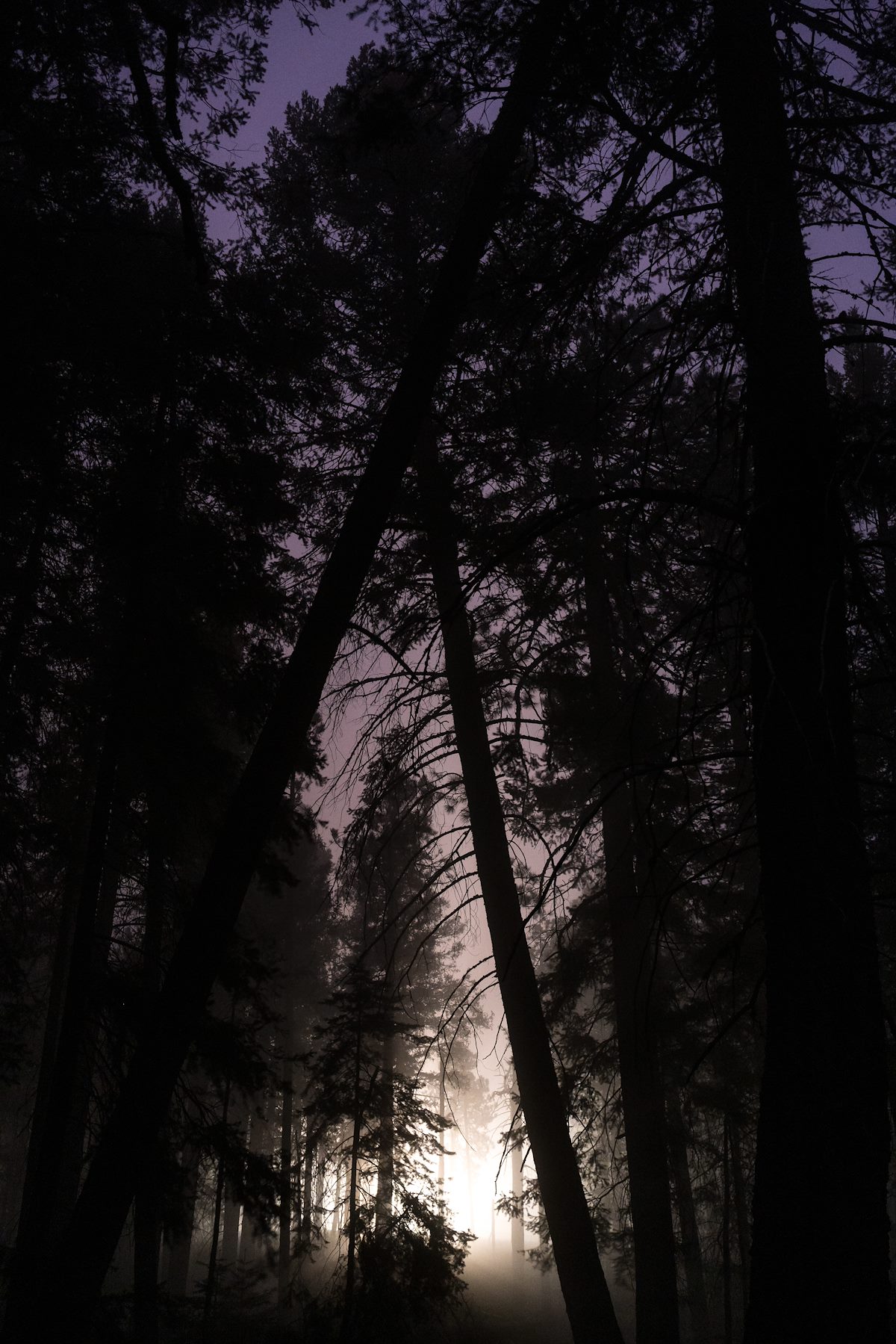 2016 April Meadow Trail at Night