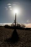 2016 April Moon Saguaro Shadow Road 01