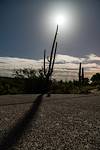 2016 April Moon Saguaro Shadow Road 02