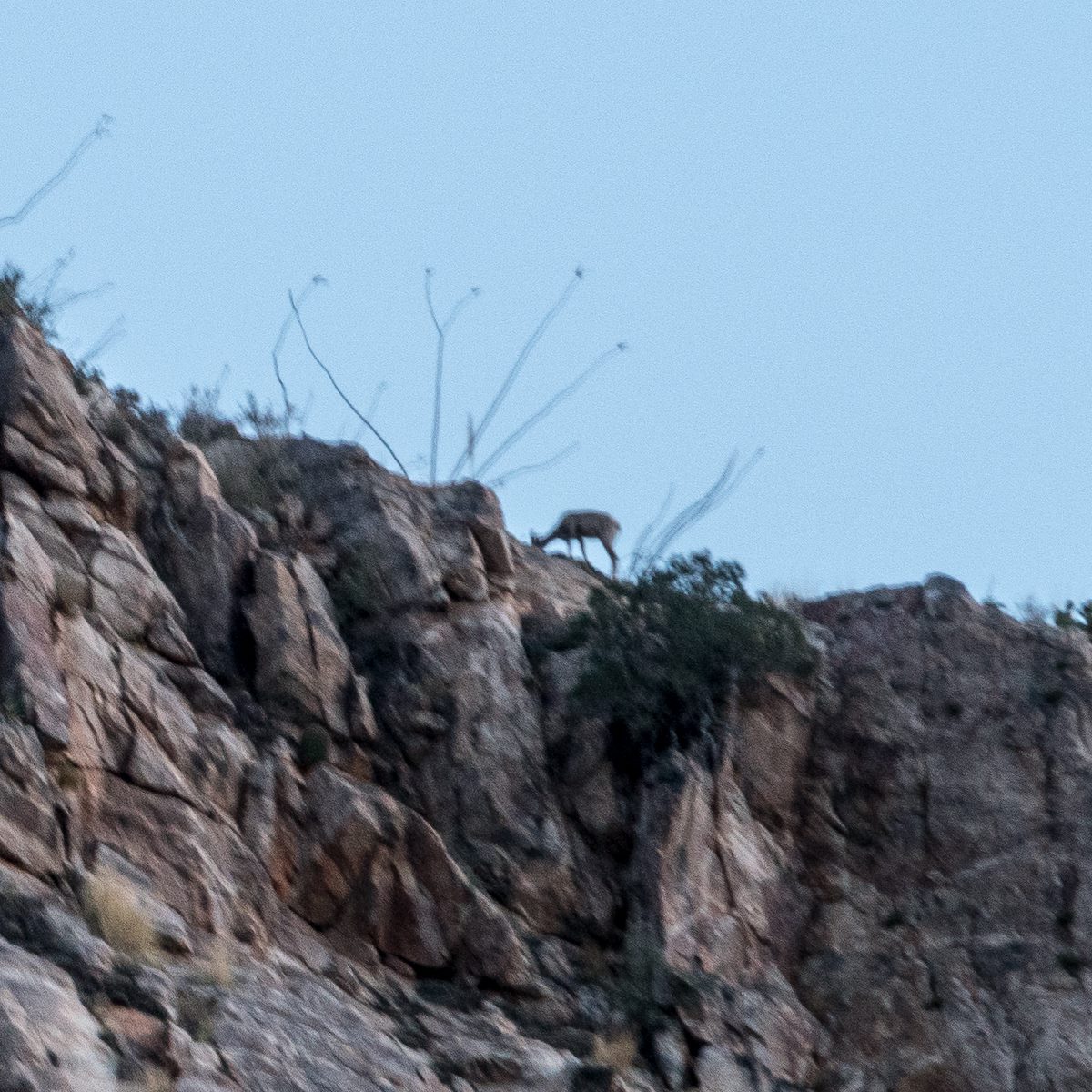 2016 April Possible Bighorn