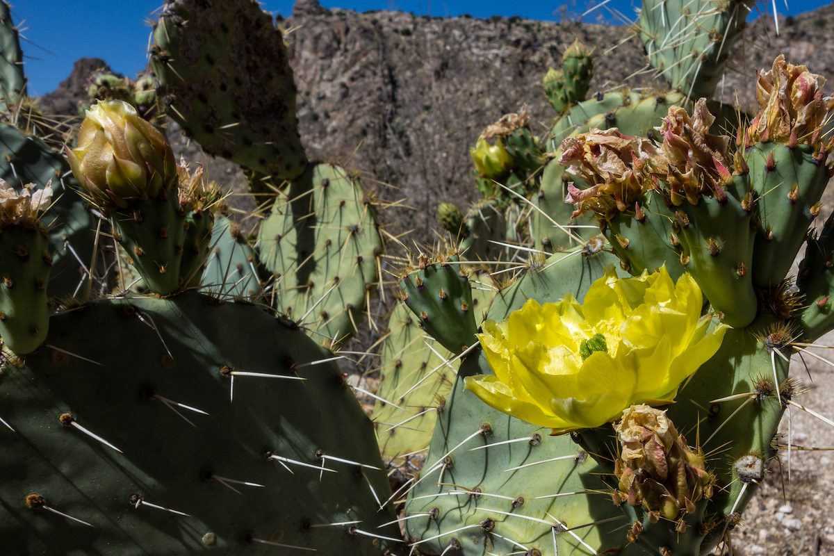 2016 April Prickly Pear on the Bear Canyon Trail