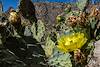 2016 April Prickly Pear on the Bear Canyon Trail