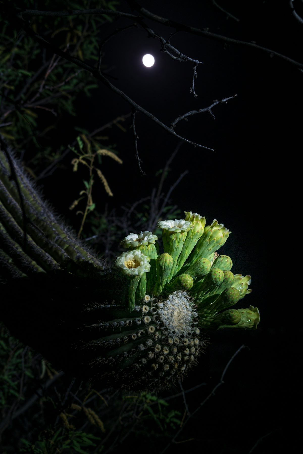 2016 April Saguaro and Moon