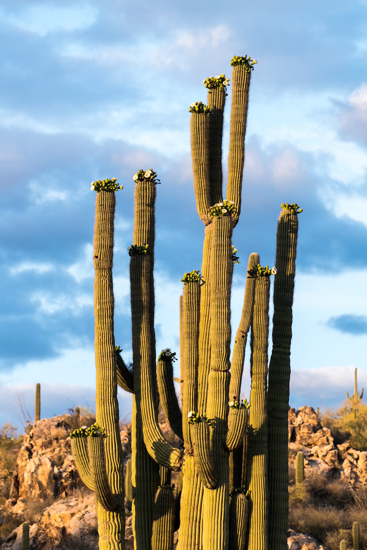 2016 April Saguaro Near the Linda Vista Trails