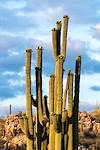 2016 April Saguaro Near the Linda Vista Trails