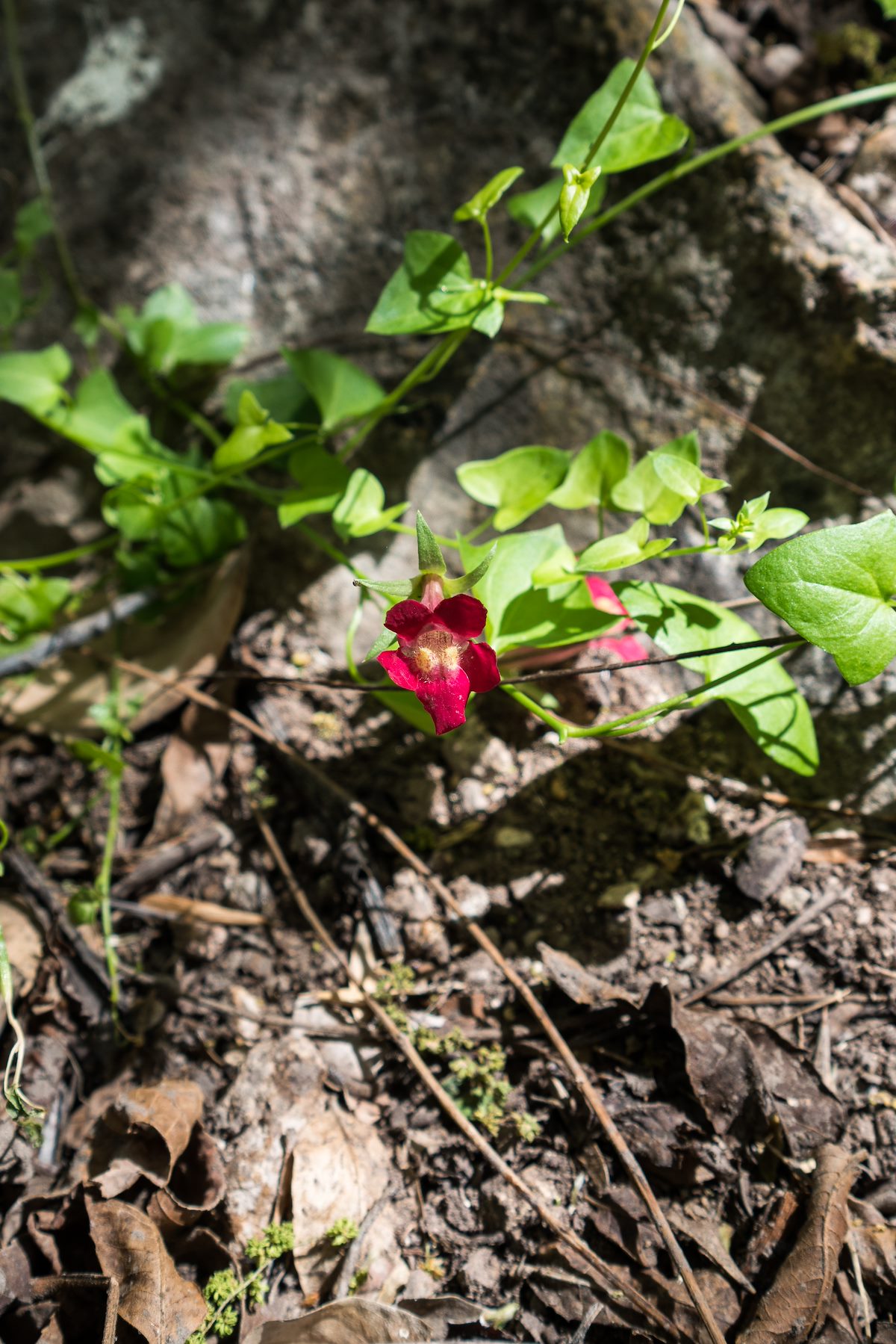 2016 April Snapdragon near Davis Spring