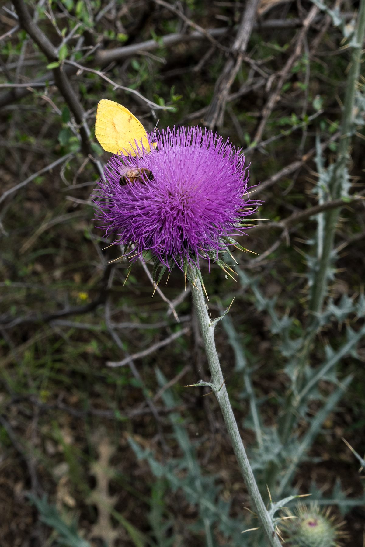 2016 April Sulphur Bee Thistle