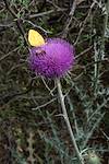 2016 April Sulphur Bee Thistle