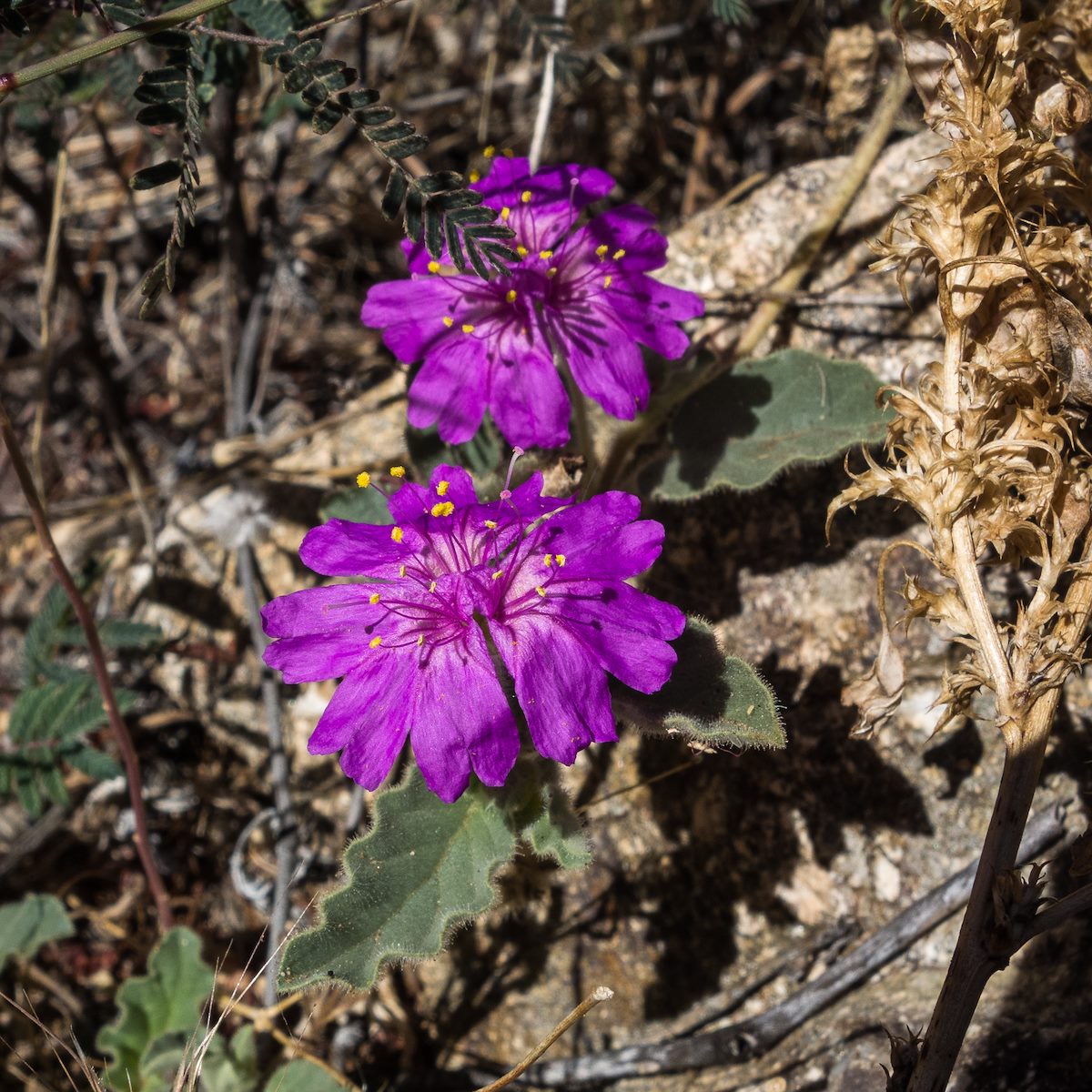 2016 April Trailing four oclock on the Bear Canyon Trail
