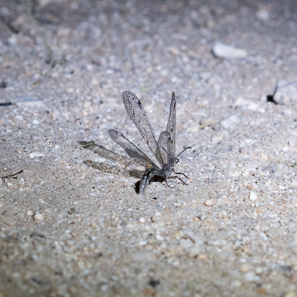 2016 August Ant Lion Laying Eggs