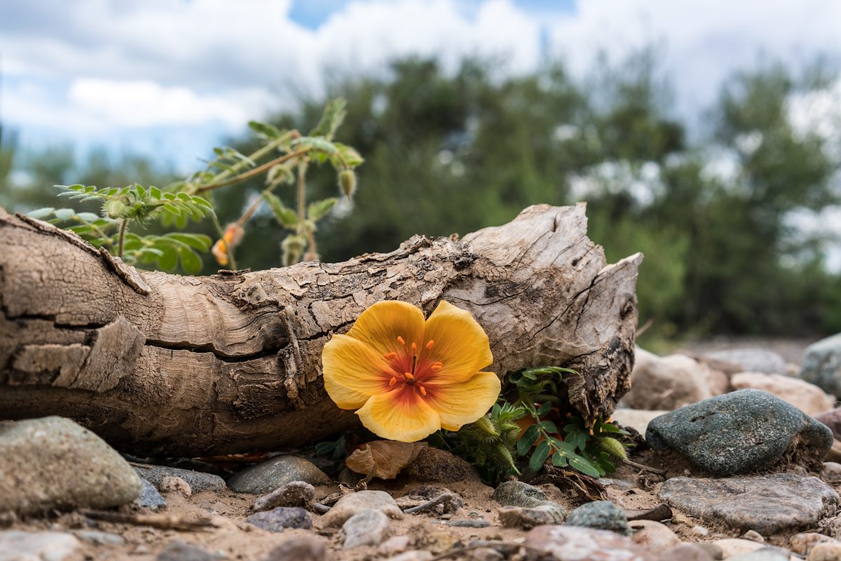 2016 August Arizona Poppy in the Middle of Black Hills Mine Road
