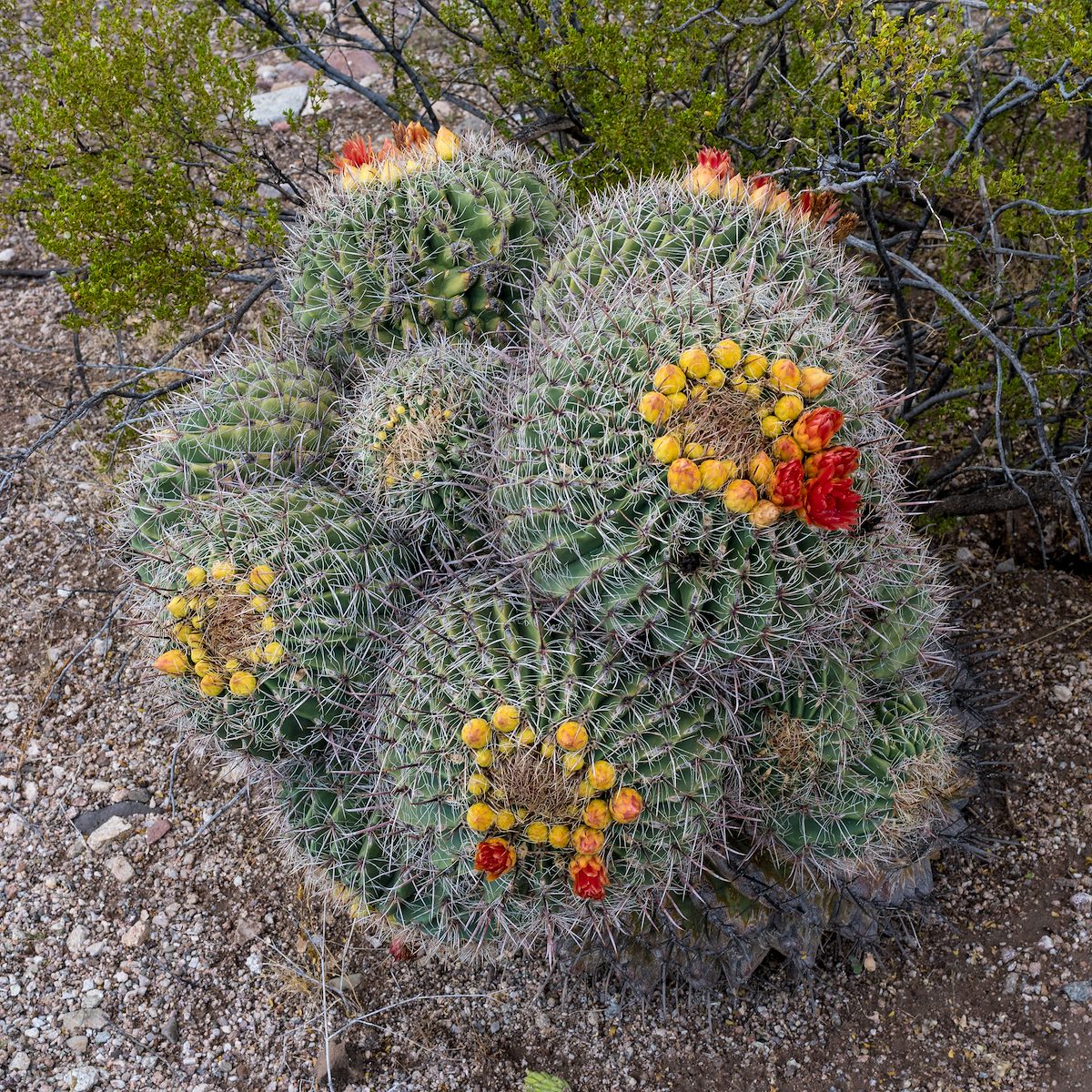 2016 August Barrell Collective