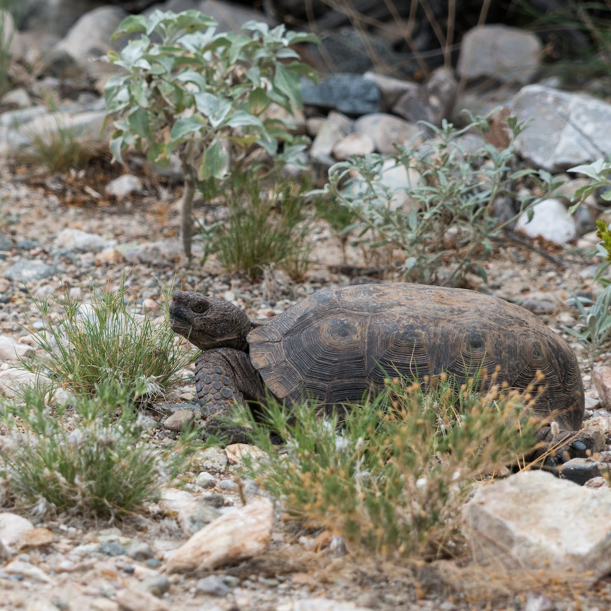 2016 August Desert Tortoise on Black Hills Mine Road