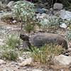 2016 August Desert Tortoise on Black Hills Mine Road