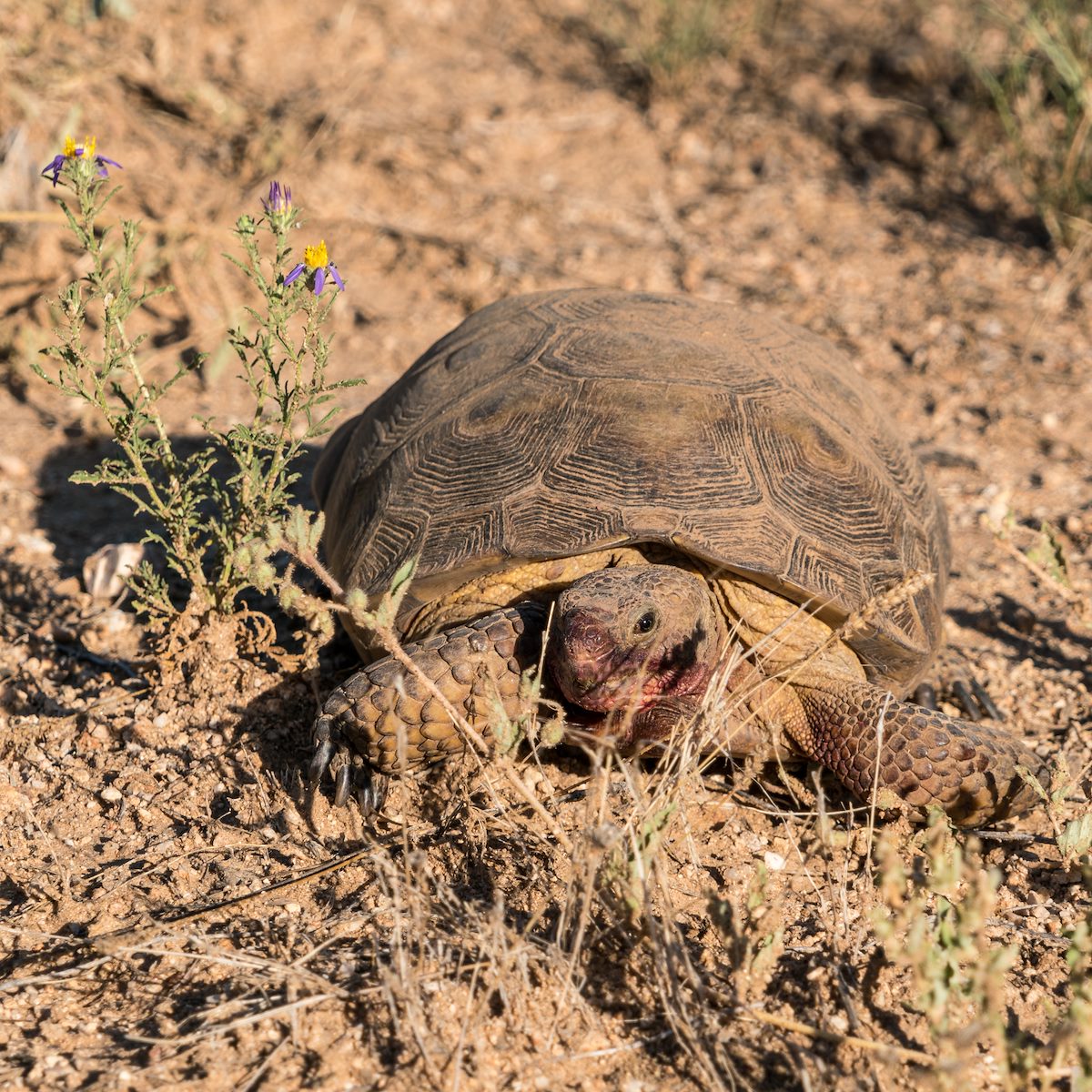 2016 August Desert Tortoise on the Sutherland Trail