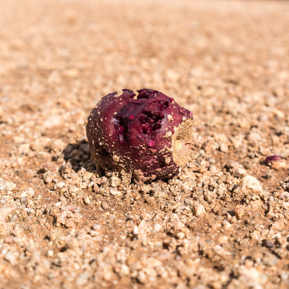 2016 August Fallen Prickly Pear Fruit on an A-7 Ranch Road