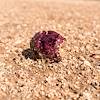 2016 August Fallen Prickly Pear Fruit on an A-7 Ranch Road