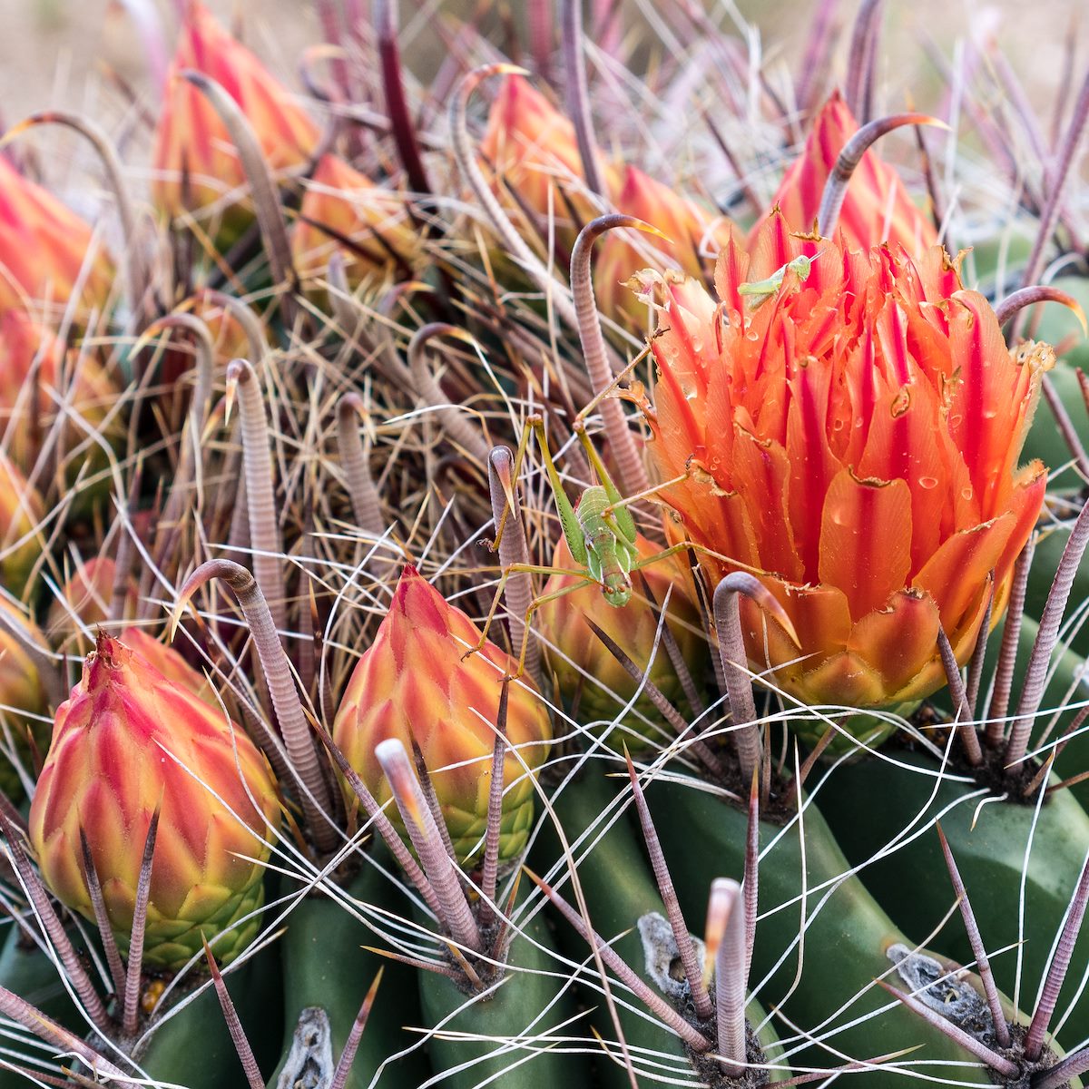 2016 August Insects and Blooms