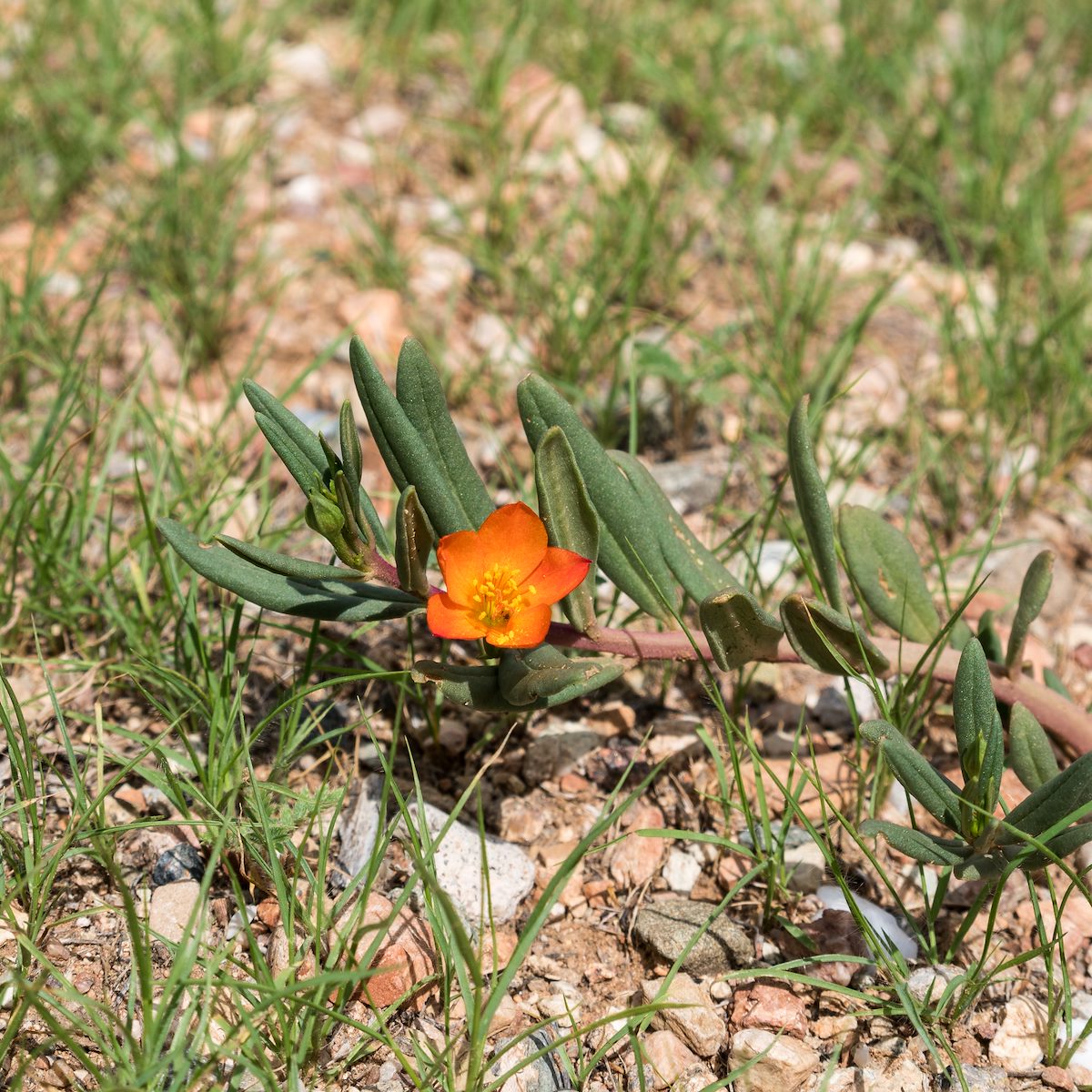 2016 August Orange Flameflower