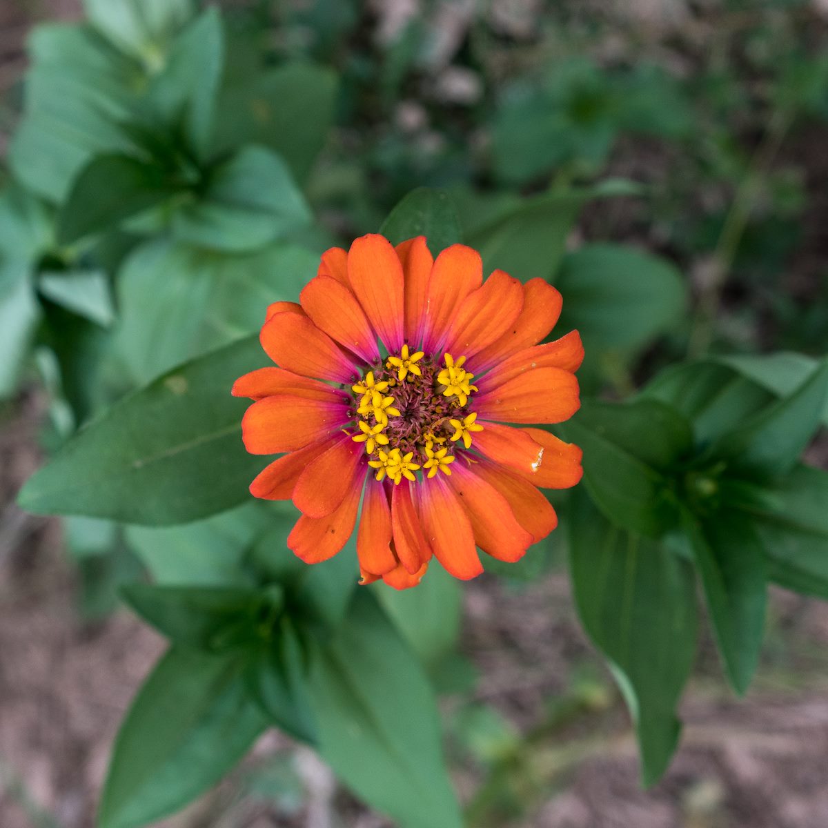 2016 August Peruvian Zinna near the San Pedro 01