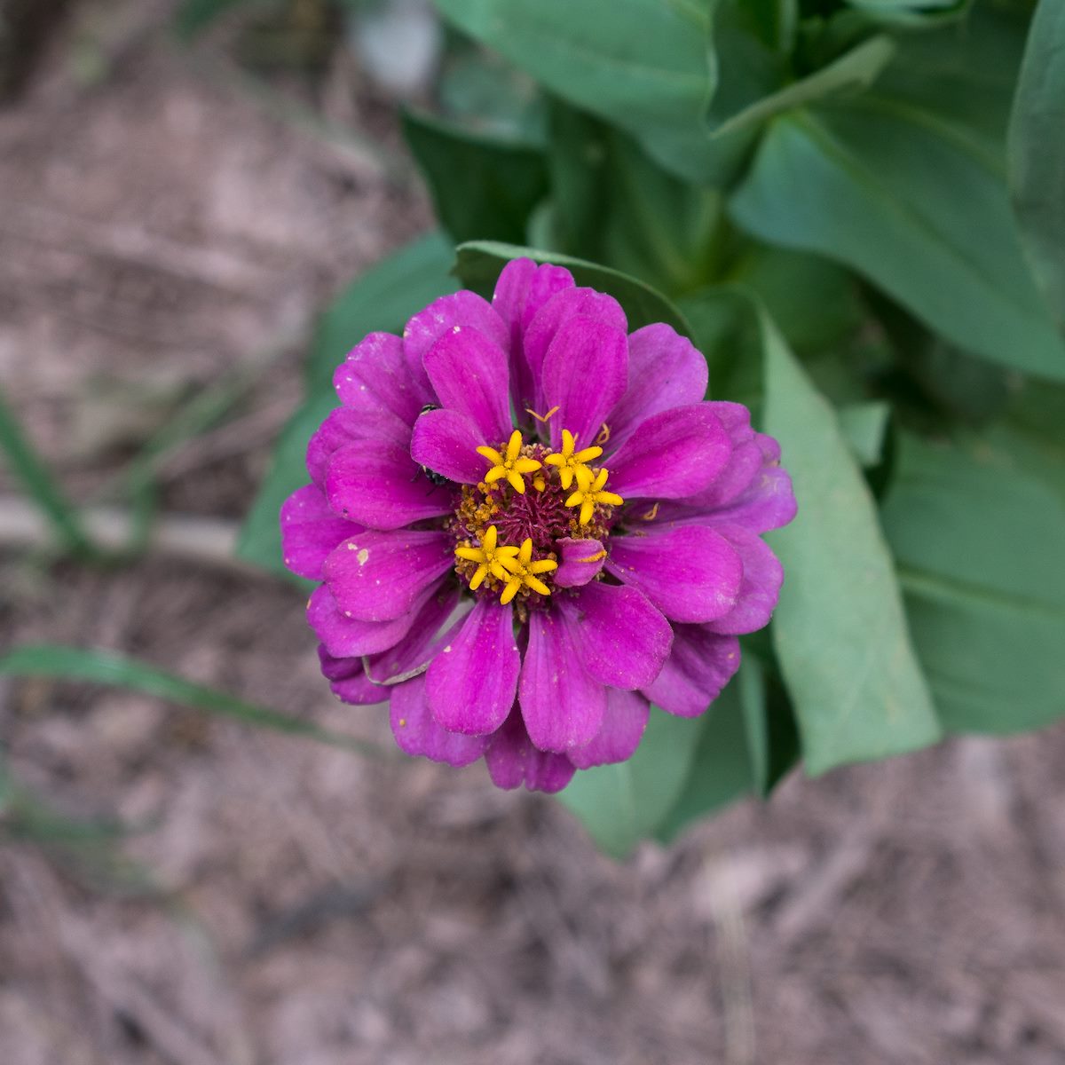 2016 August Peruvian Zinna near the San Pedro 02