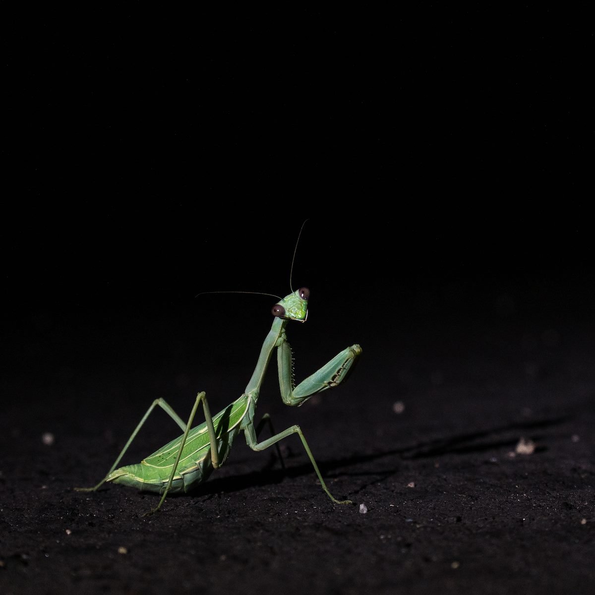 2016 August Praying Mantis in Catalina State Park