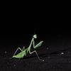 2016 August Praying Mantis in Catalina State Park