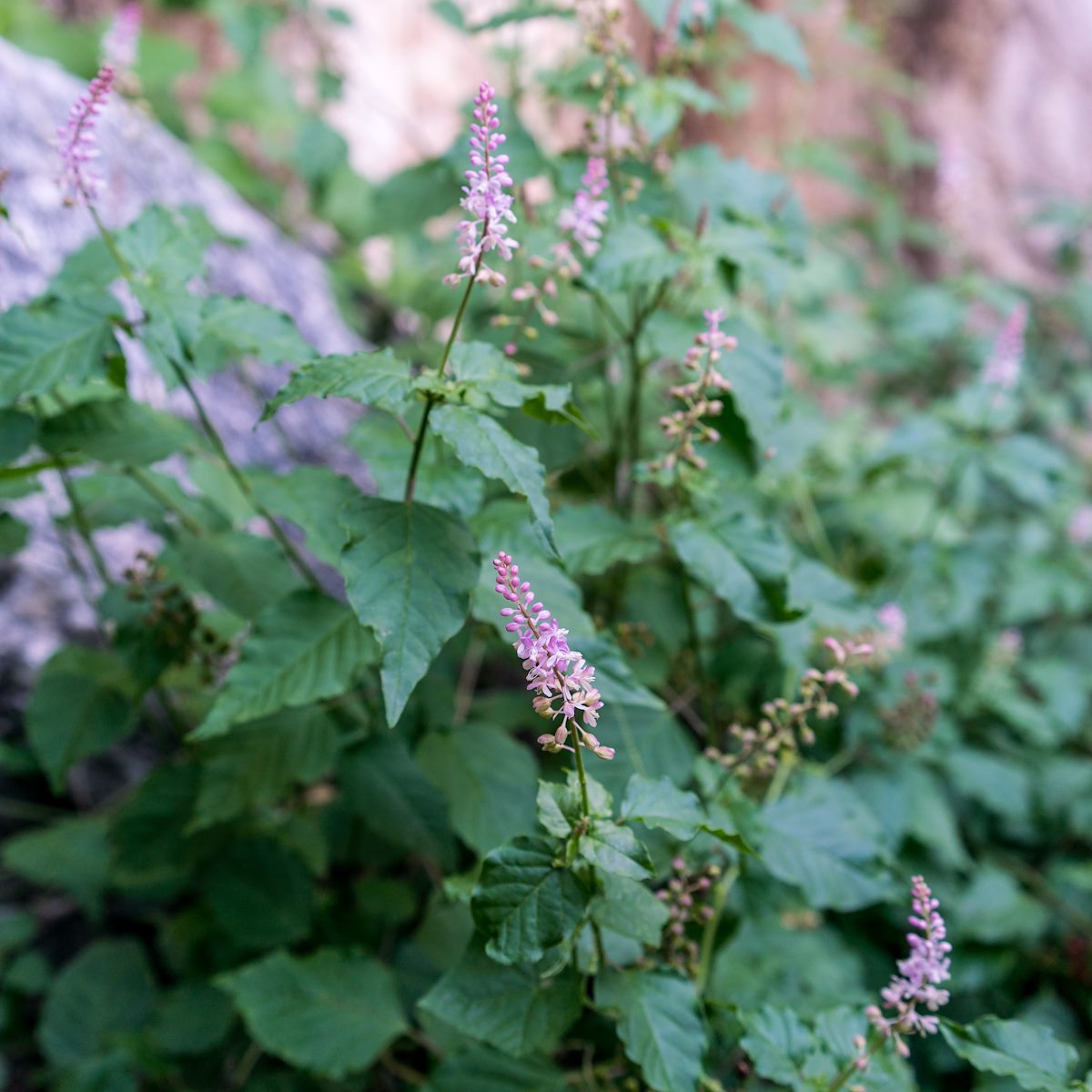 2016 August Rogue Plant near Golder Dome