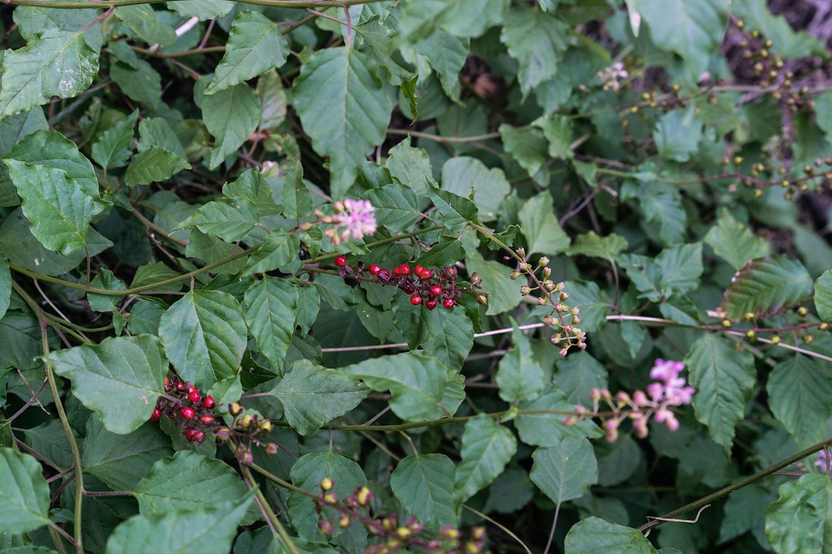 2016 August Rogueplant Berries