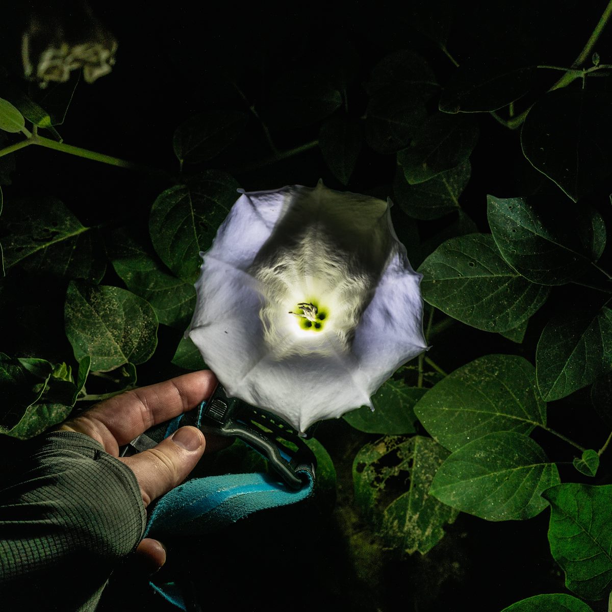 2016 August Sacred Datura above the Dam in Sabino Canyon