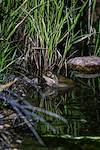 2016 August Sonoran Desert Toad near the Sutherland Trail 01