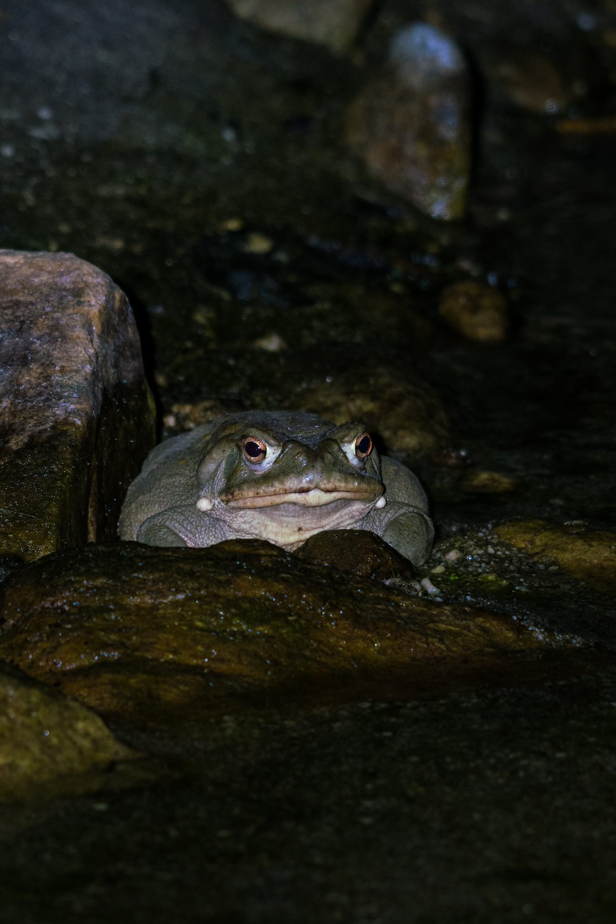 2016 August Sonoran Desert Toad near the Sutherland Trail 02