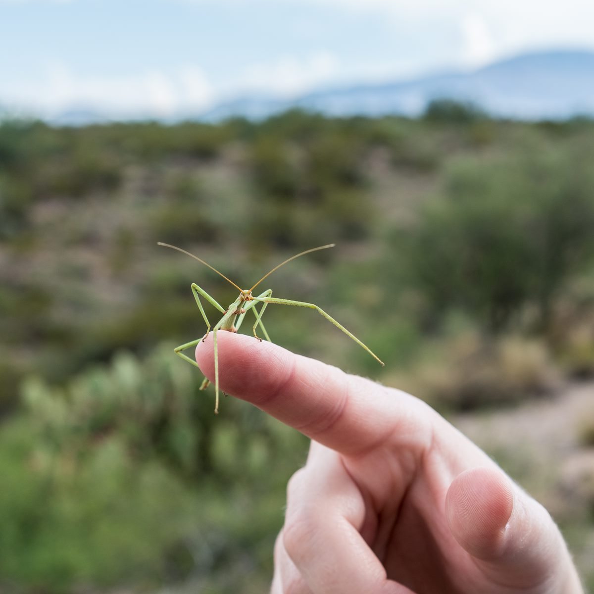 2016 August Walkingstick