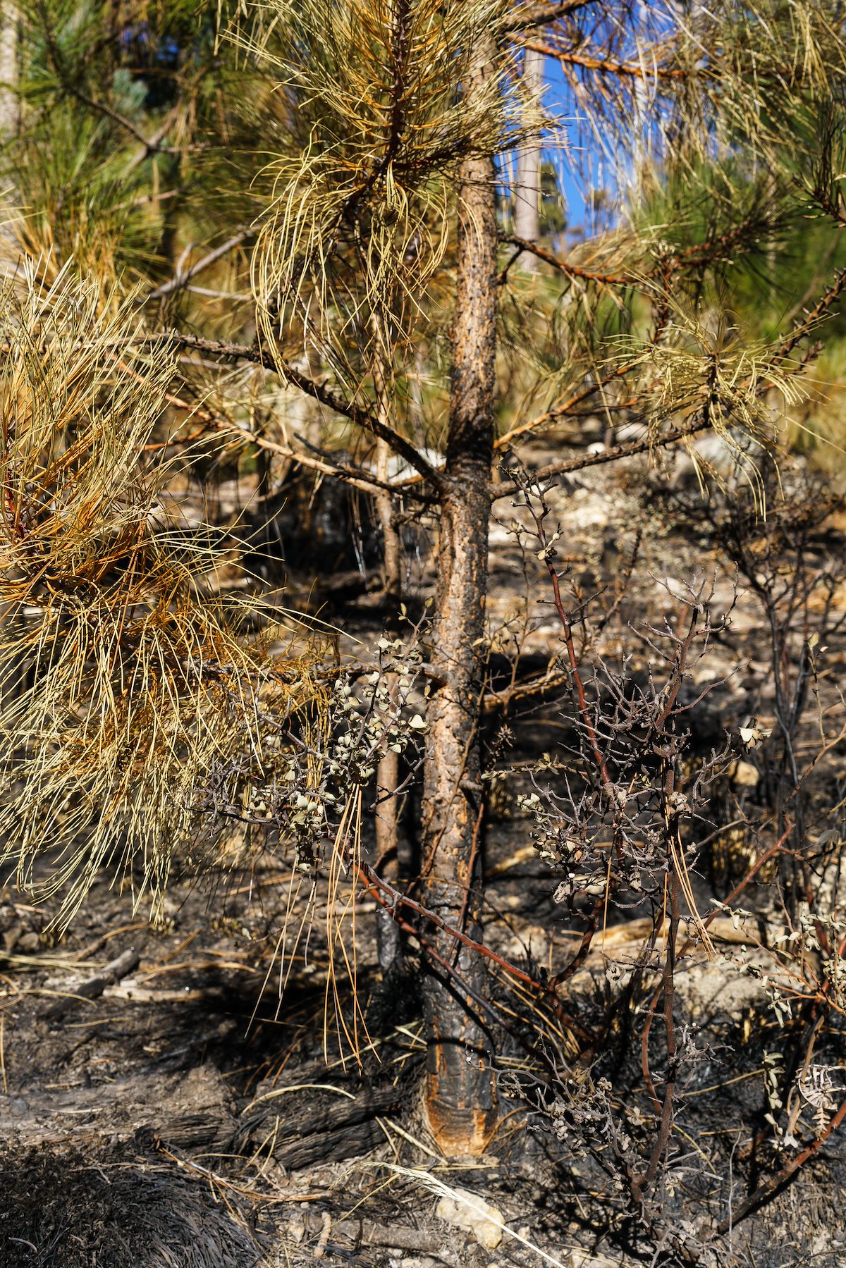 2016 December Controlled Burn