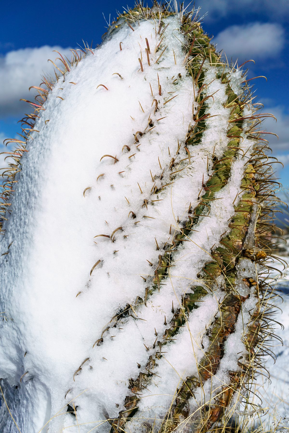 2016 December Frozen Barrel