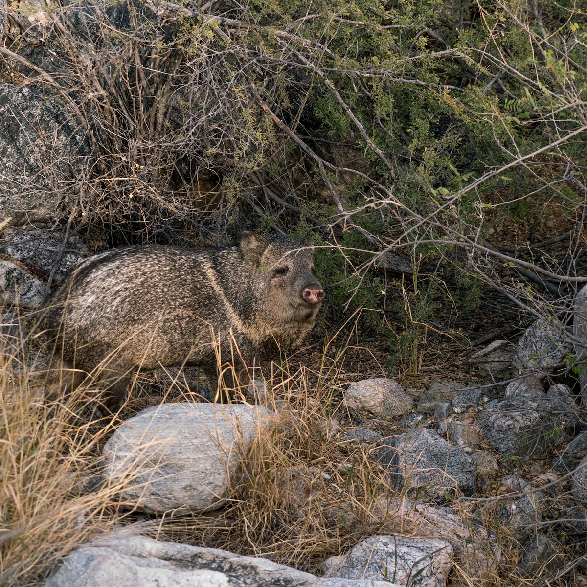 2016 December Javelina near the start of a Pontatoc Ridge Hike