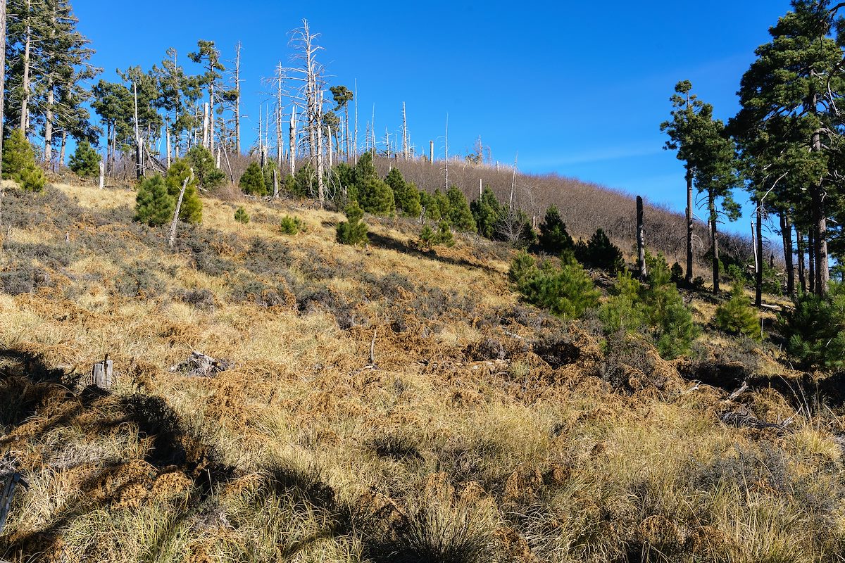 2016 December Looking up at Kellogg Mountain