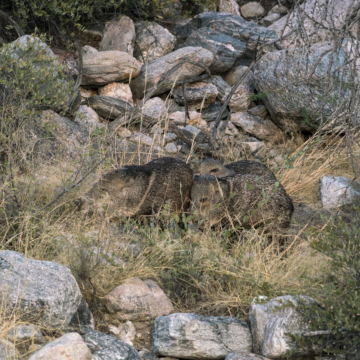 2016 December Three Javelina
