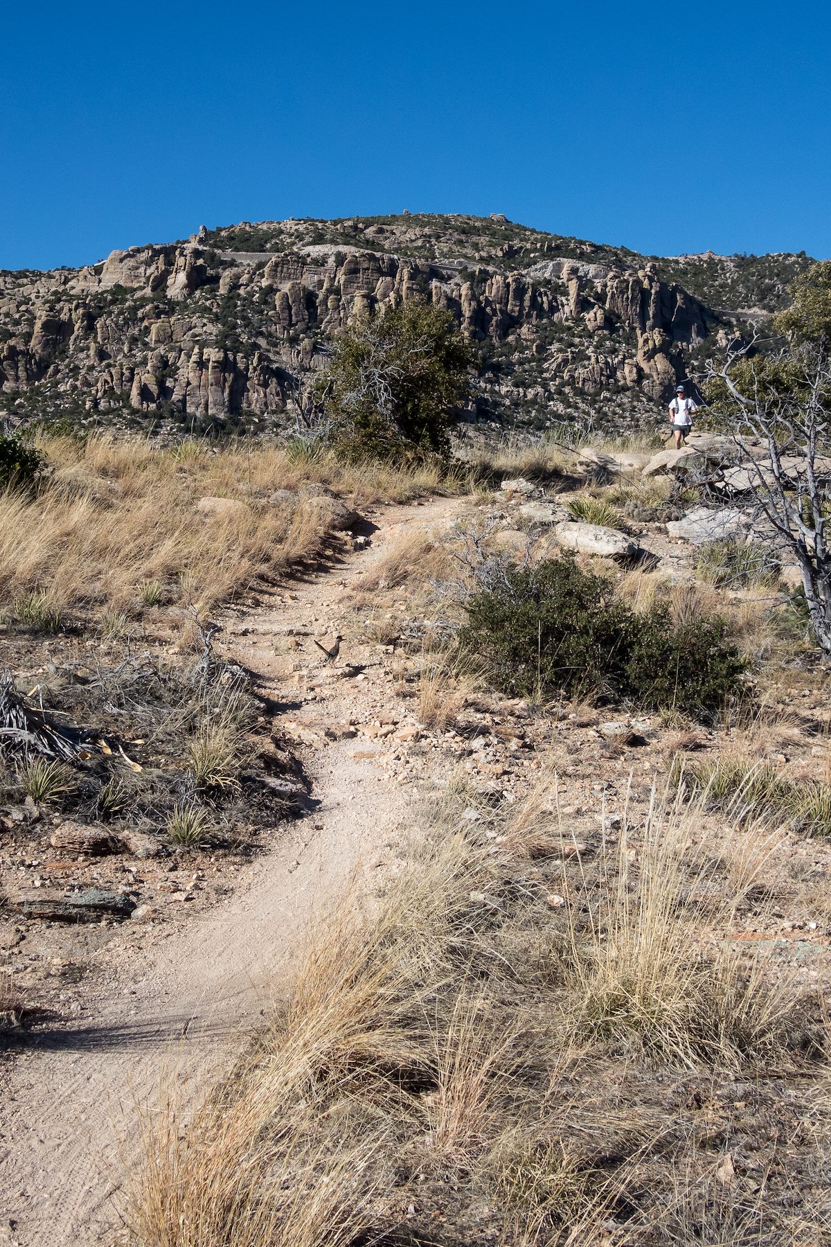 2016 February A Road Runner waits for Richard on the Bug Spring Trail