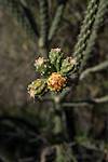 2016 February Cholla