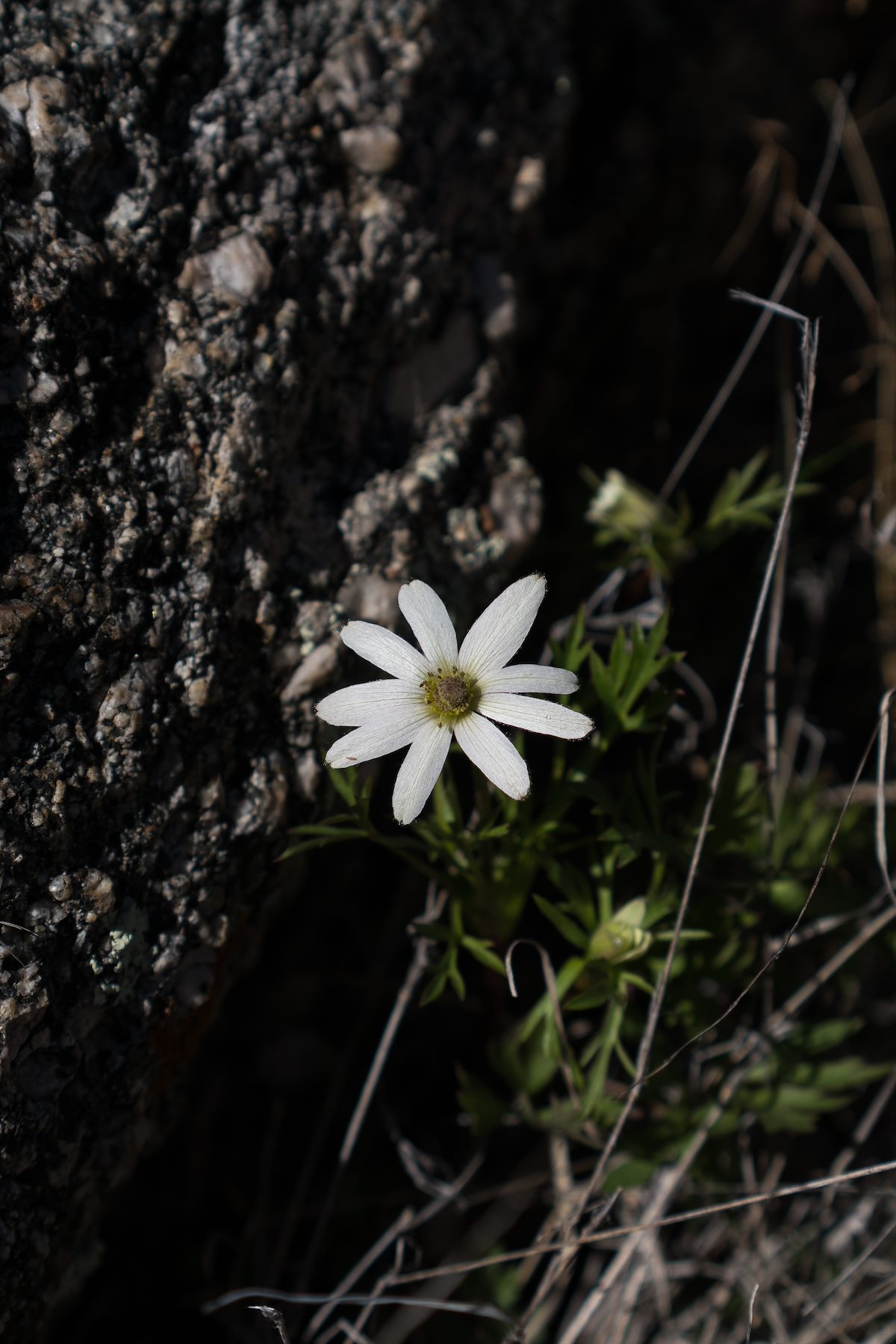 2016 February Desert Anemone
