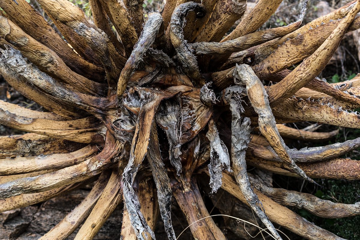 2016 February Desert Monster