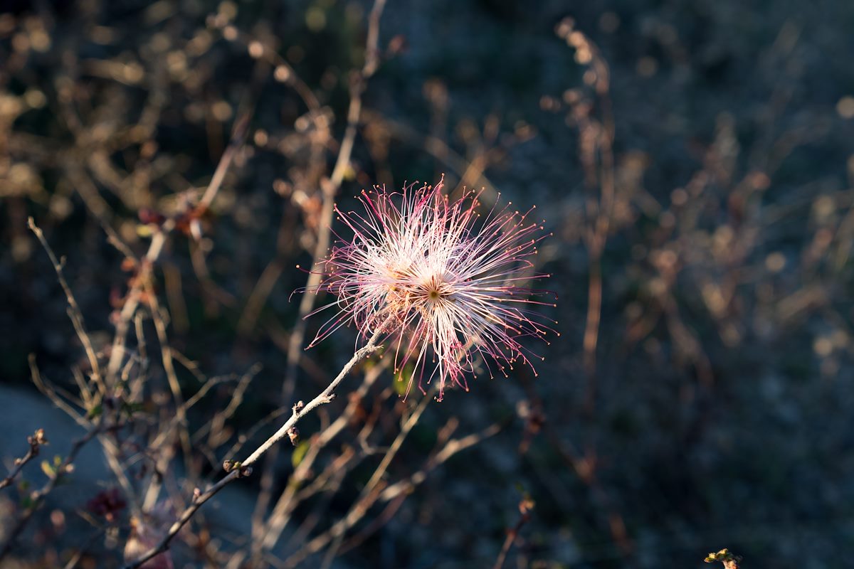 2016 February Fairy Duster