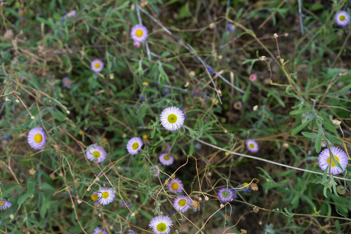 2016 February Fleabane on a hillside above La Milagrosa Canyon