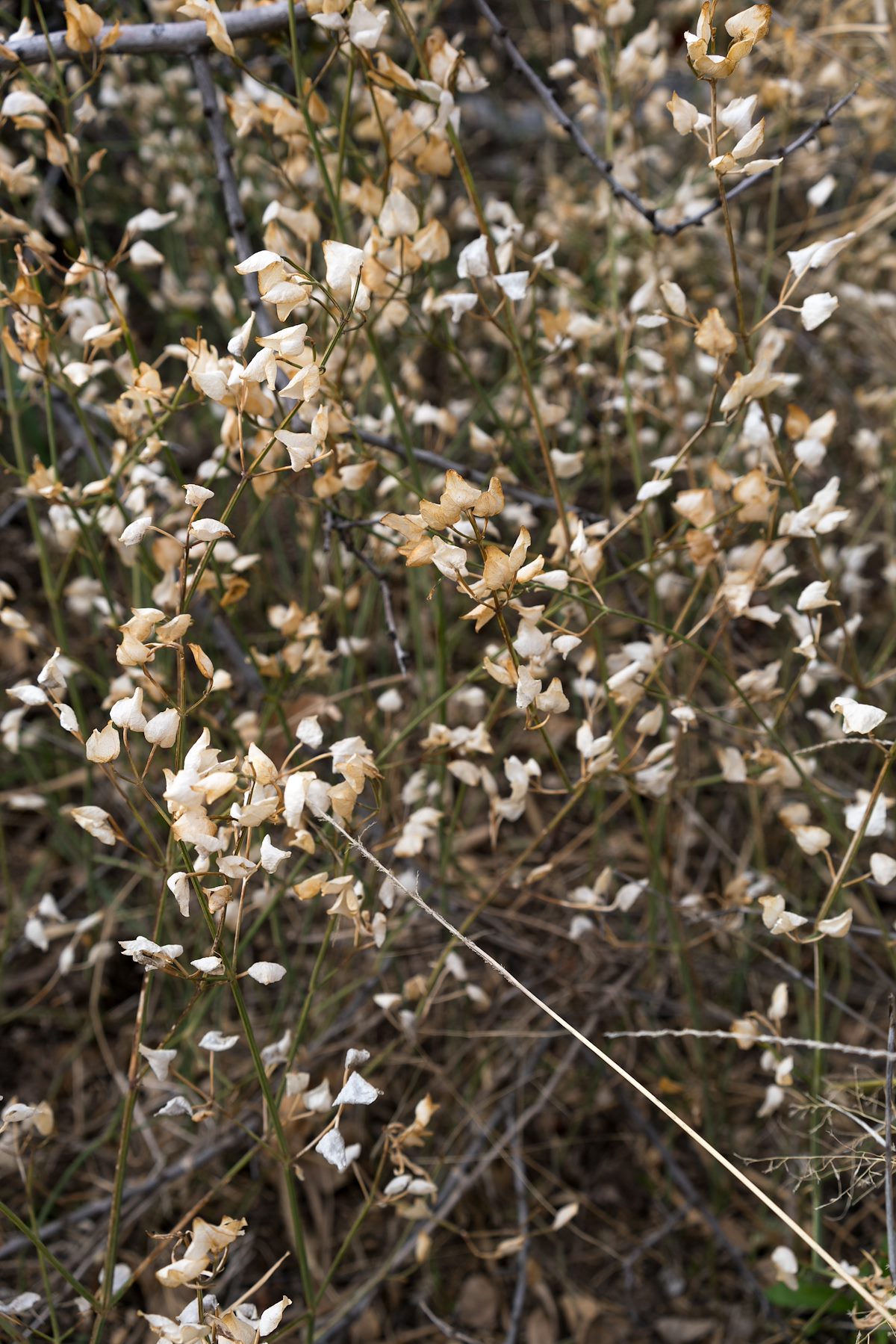 2016 February In the bottom on Agua Caliente Canyon